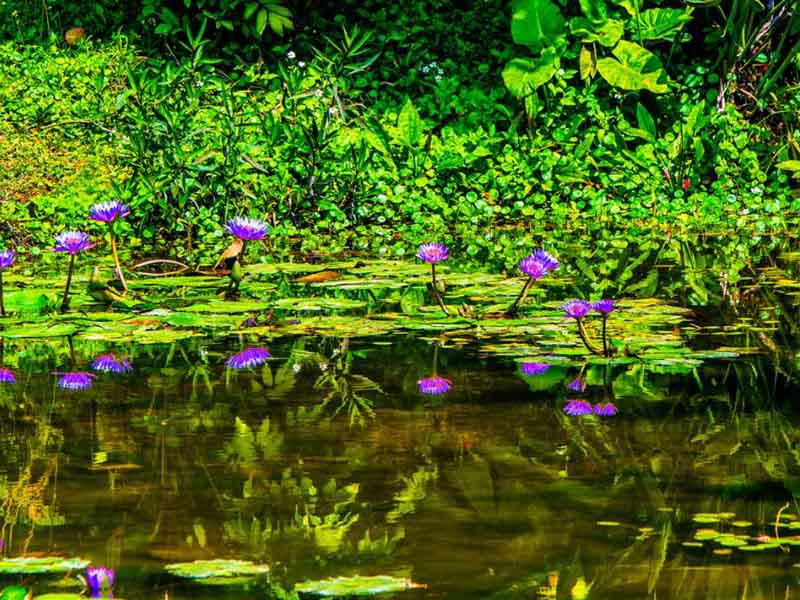 高氨氮含量的水樣如何處理
