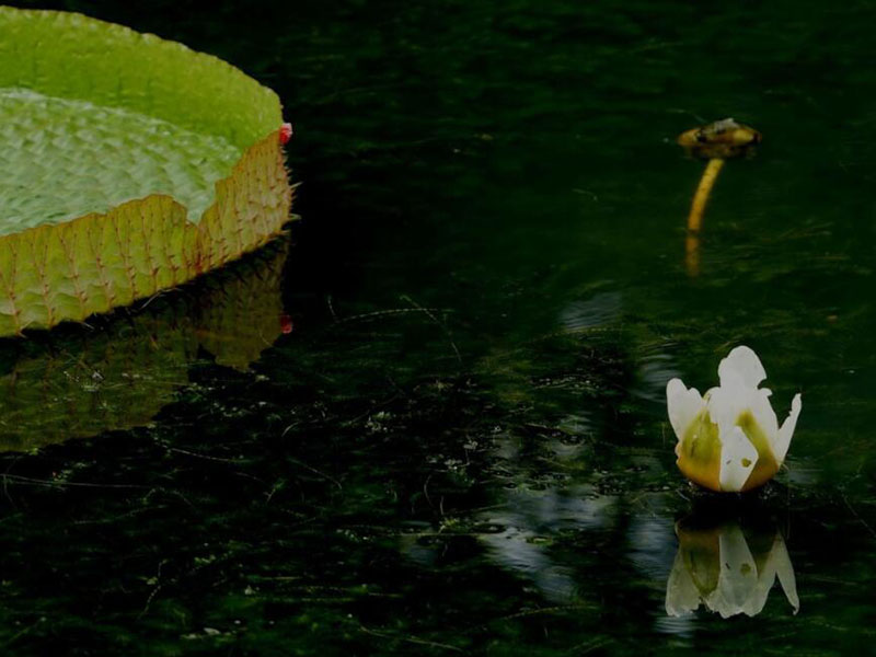影響水產養殖水質的指標有哪些 影響水產養殖水質的指標有哪些