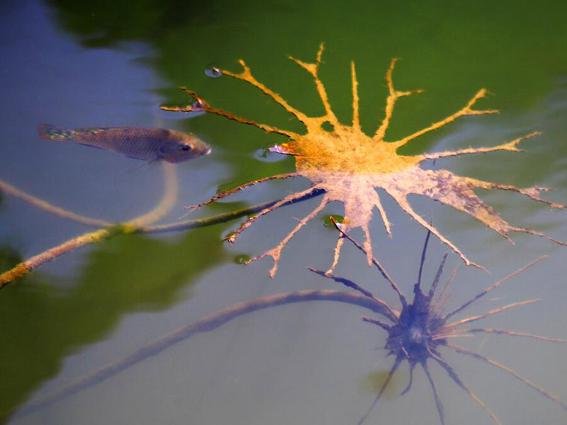 水產養殖監控系統是什么