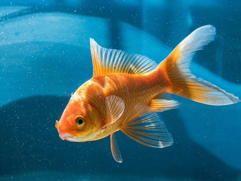 水質臭氧檢測儀檢定規程