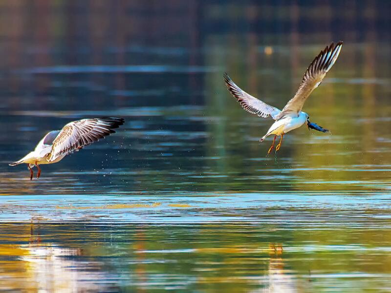 BOD5測量儀功能及原理