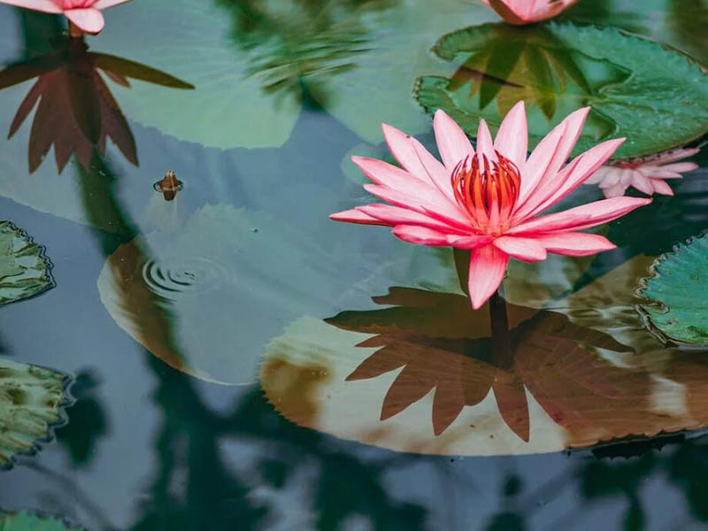 便攜式氨氮檢測儀正確操作方法