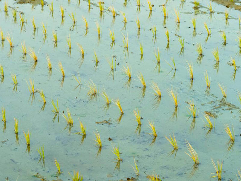 總磷測定儀檢定規程