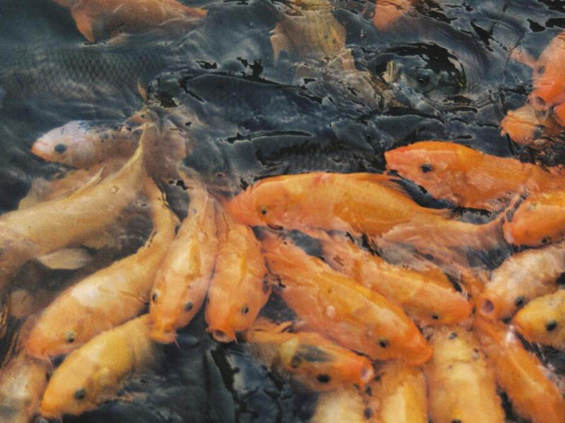 水產養殖關鍵水質指標有哪些