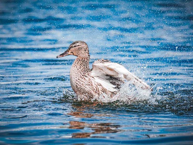 氨氮檢測儀的測定步驟