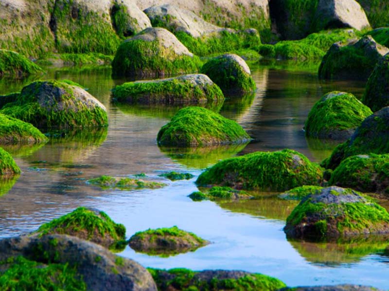 污水氨氮排放標準