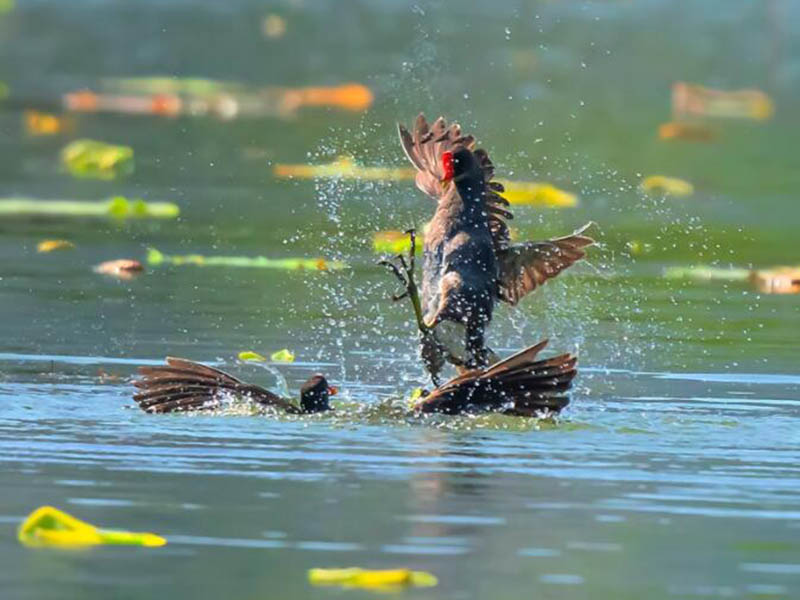 溶解氧測定儀校準方法
