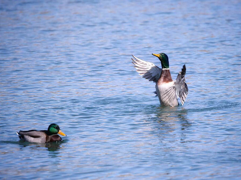 余氯的存在形式與檢測方法