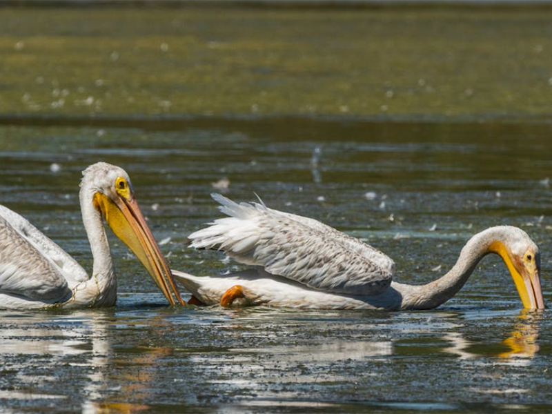 中國地表水鉛污染的現狀